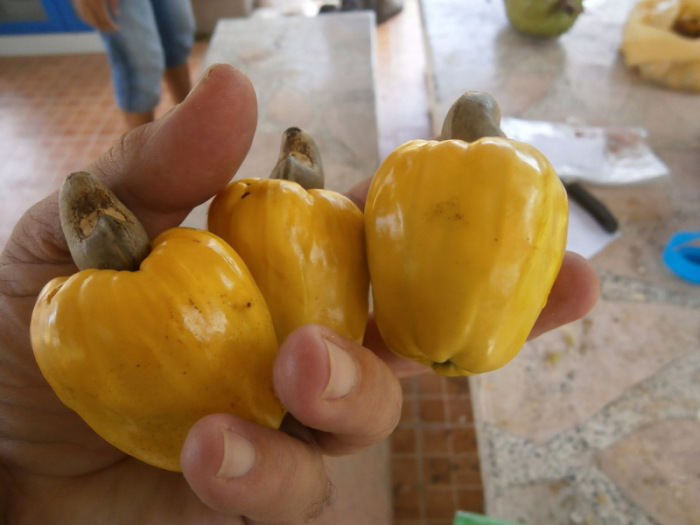 Auch die Cashew-Bäume liefern erste gelbe Äpfel und die bekannten Nüsse. Fotos: hf