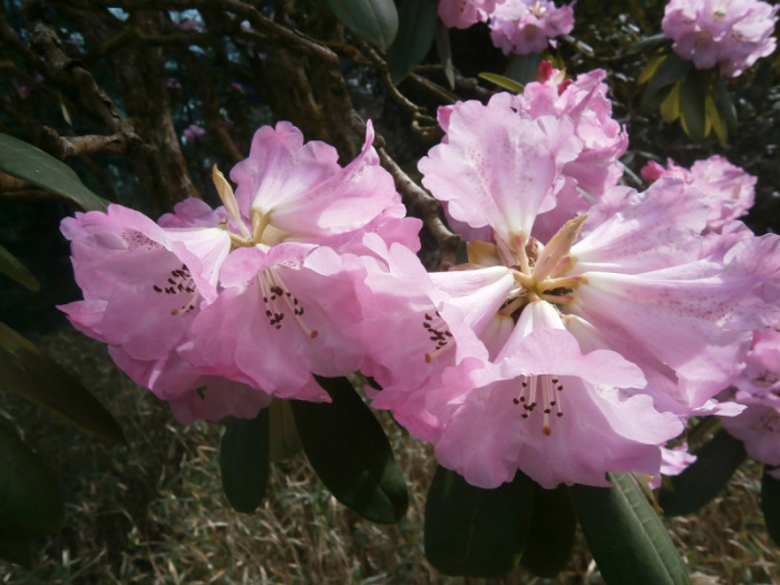 Immer im Frühling blüht der Rhododendron ganz üppig und sehr früh: Auch in Grüningen ist das spektakulär. Fotos: hf