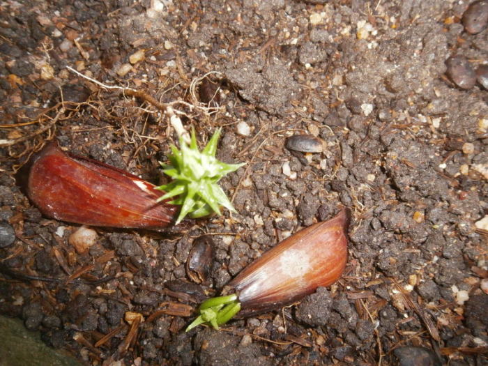 Zuerst bilden die flach auf der Erde liegenden Samen eine Pfahlwurzel aus, danach geht es grün aufwärts. Fotos: hf