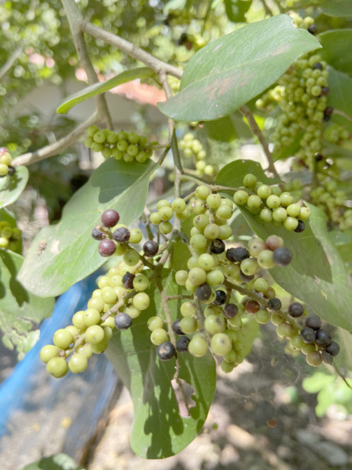 Kleine, säuerliche und wohlschmeckende Beeren produziert nun unsere gut verwurzelte Dschungel-Traube. Fotos: hf
