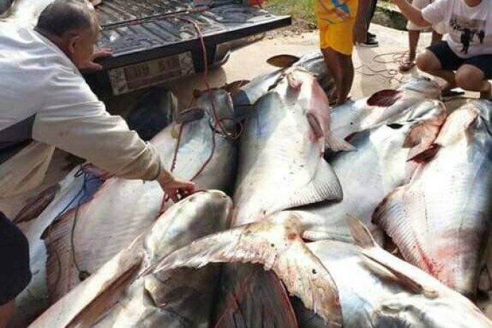 Eine halbe Million Baht erzielte ein Fischer in Ubon Ratchathani mit seinem Fang an einem einzigen Tag. Foto: Sanook