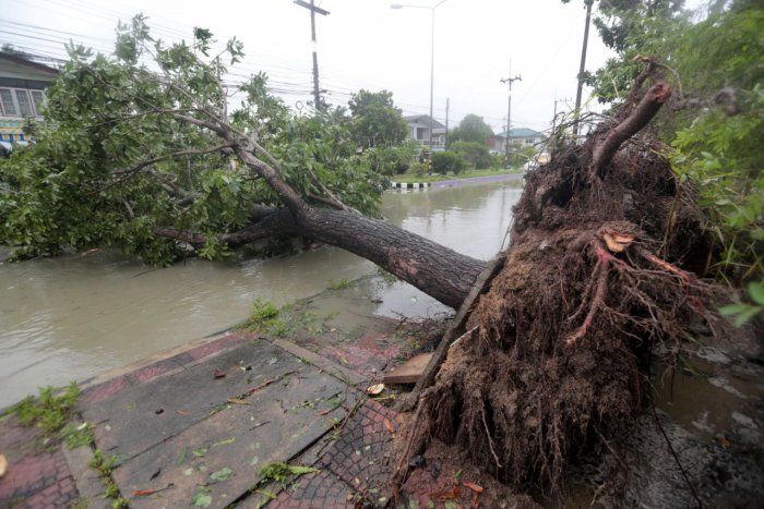Entwurzelte Bäume bestimmen das Straßenbild in vielen Gebieten in der Provinz Nakhon Si Thammarat, wo besonders viele Sturmschäden verzeichnet wurden. Foto: The Nation/Charoon Thongnual