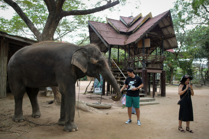 Touristen füttern einen Elefanten in einem thailändischen Elefantencamp. Foto: epa/Diego Azubel