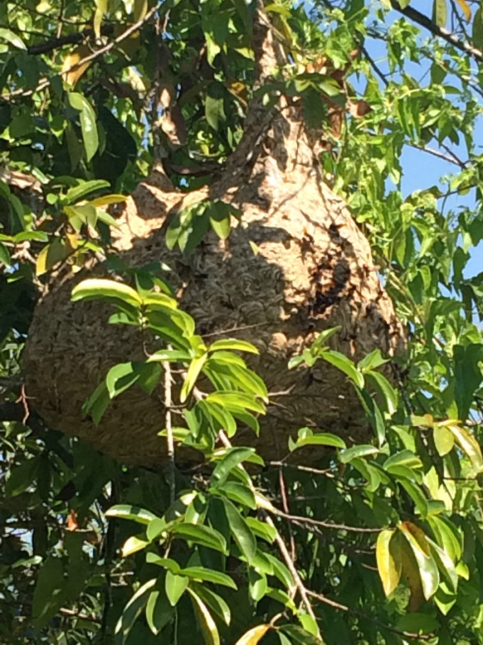 Das Hornissen-Nest wurde über die Monate immer größer, wir halten einen gewissen Sicherheitsabstand davor. Fotos: hf