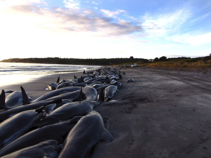 Wale und mehrere Delfine, die an einem Strand auf Tasmaniens Königsinsel gestrandet sind. Foto: epa/John Nievaart
