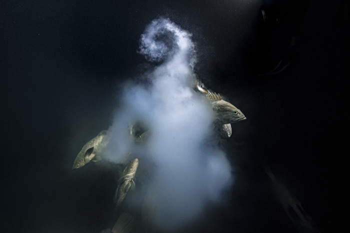 Laurent Ballesta gewann den Wildlife Photographer of the Year Award 2021 in der Kategorie Unterwasser. Foto: Laurent Ballesta