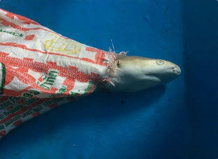 Eine über soziale Netzwerke verbreitete Aufnahme zeigt das tote Tier in einem Plastiksack. Foto: The Nation
