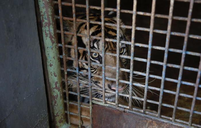 Ein Sumatra-Tiger in Jakarta. Foto: epa/Adi Weda
