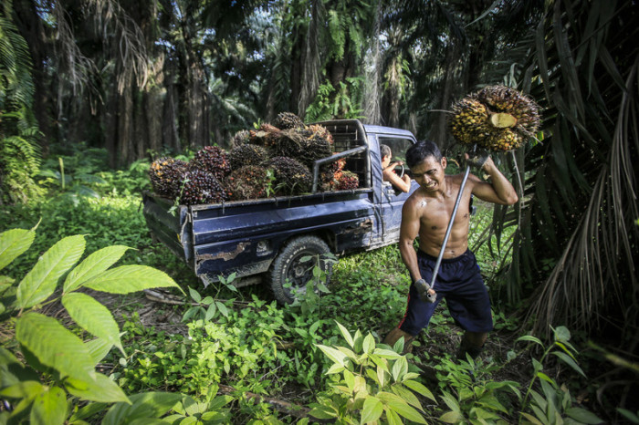 Palmölplantage in Indonesien. Foto: epa/Dedi Sinuhaji