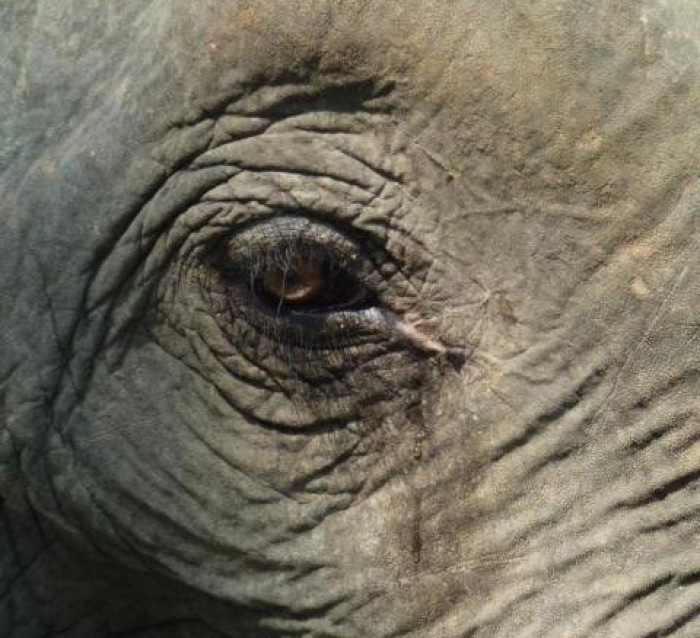 In Thailand leben 2.500 wilde Elefanten. Immer wieder kommt es zu Übergriffen auf Menschen. Archivbild: Jahner