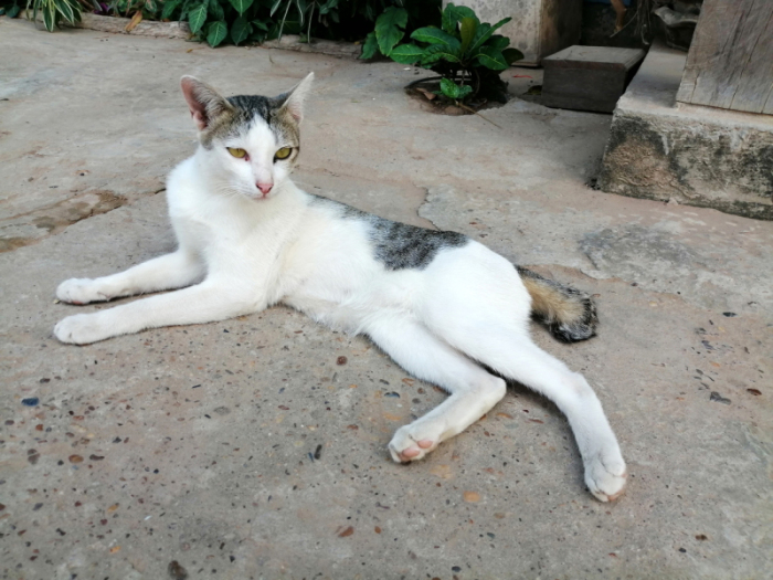 Die typische südostasiatische Katze mit dem kurzen und meist krummen Schwänzchen begegnet einem überall.