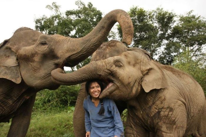 Khun Lek von der Save Elephant Foundation schlägt Alarm: COVID-19 bedroht den Bestand von Thailands Nationaltier. Foto: Save Elephant Foundation