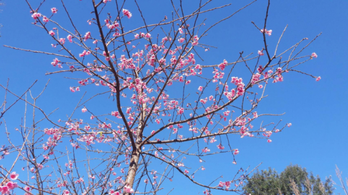 Um die Kirschblütenzeit zu erleben, braucht man nicht nach Japan zu reisen. Foto: The Nation