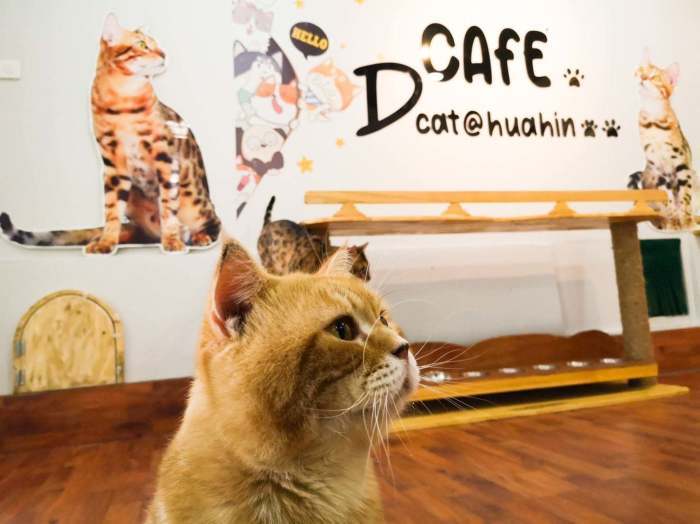 Foto: D Cat Cafe Hua Hin