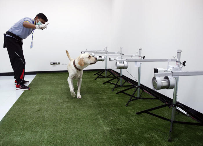Trainierte Spürhunde werden eingesetzt, um mit COVID-19 infizierte Patienten in Bangkok aufzuspüren. Foto: epa/Rungroj Yongrit