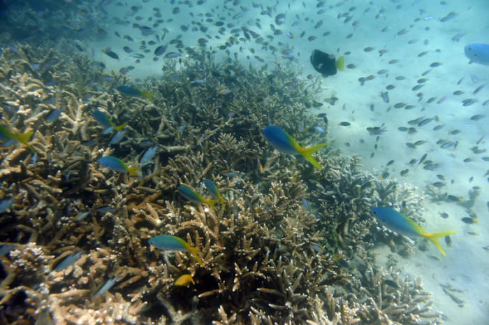 Die Senatoren von One Nation besuchen das Great Barrier Reef. Foto: epa/Dan Peled