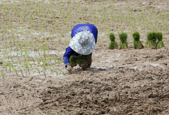 Da für dieses Jahr fünf Prozent weniger Regen vorausgesagt wird, werden Thailands Landwirte aufgefordert, sorgsam mit dem kostbaren Nass umzugehen. Foto: epa/Rungroj Yongrit 