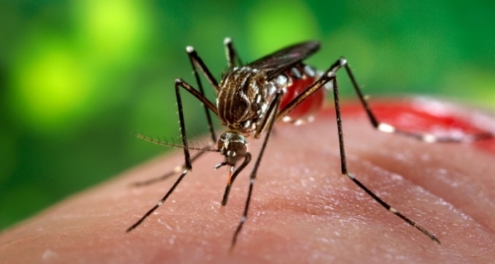 Das Zika-Virus ist eine durch Stechmücken in tropischen und subtropischen Regionen übertragene Virus-Infektion. Foto: The Nation