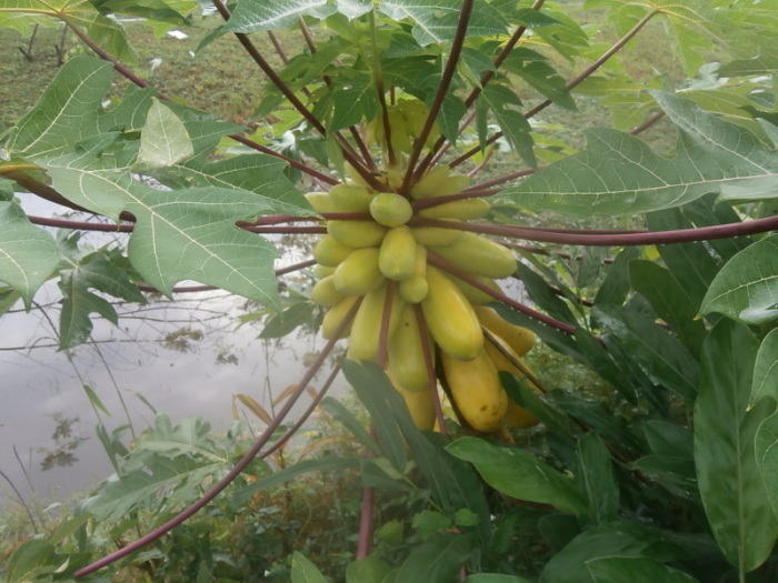 Die seltsame gelbe Papaya haben wir unweit von Surat Thani gesehen und ein paar Samen davon bekommen. Fotos: hf