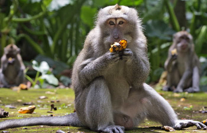 Makaken fressen Bananen während der Fütterungszeit im Sangeh Monkey Forest. Wegen Corona bleiben auf Bali die Touristen aus - und damit auch das Fressen für Hunderte Affen. Immer häufiger würden hungrige Makaken des... Foto: Firdia Lisnawati/dpa