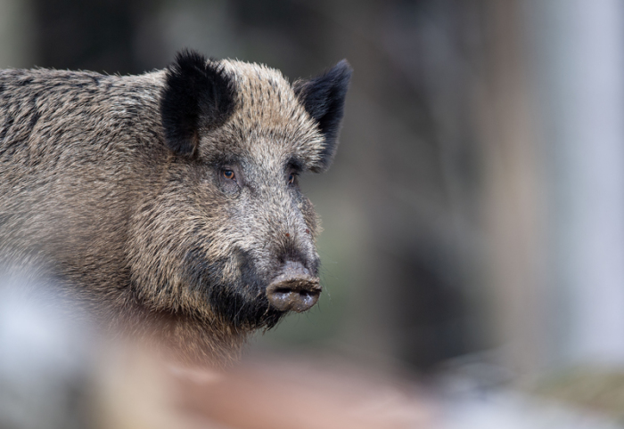 Ein Wildschwein steht auf einem Plateau im Wald. Foto: Lino Mirgeler/Dpa