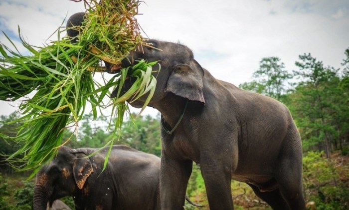Spenden aus aller Welt ist es zu verdanken, dass Thailands Elefanten dem Hungertod entkamen. Fotos: Tourism Authority of Thailand