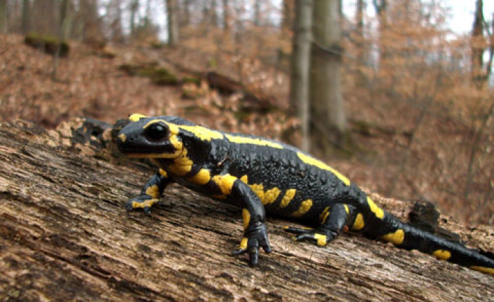 Adulter Gestreifter Feuersalamander (Salamander salamander terrestris) Foto: Amphibienschutz.de