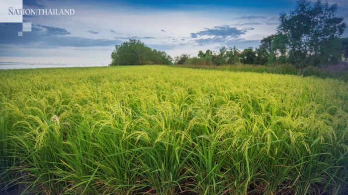 Die Regierung will Reisbauern mit drei Maßnahmen nachhaltig unterstützen. Foto: The Nation
