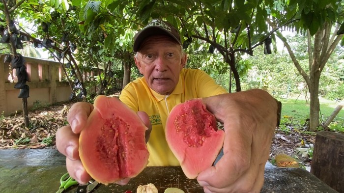 Mein bevorzugten Guaven nenne ich „Rio-Birnen“, da ich sie erstmals in Rio de Janeiro sah. Fotos: hf