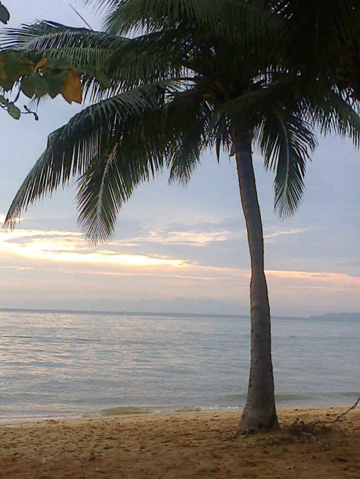 Neulich, am Strand: Palmen