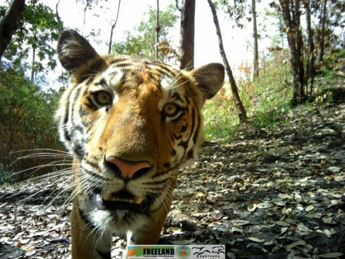 Eine Khao-Laem-Nationalpark installierte Kamera hat ein Foto von einem wilden Tiger geschossen. Foto: The Nation