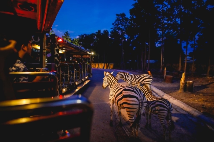 Foto: Chiang Mai Night Safari
