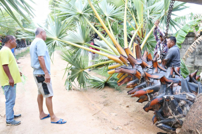 Die Gartenbau-Spezialisten vom Nong Nooch Tropical Garden Pattaya sollen dem Kap Promthep auf Phuket zur Schönheit lang vergangener Tage verhelfen. Foto: The Nation
