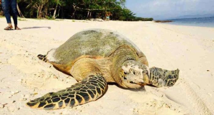 Meeresschildkröten zählen zu den vom Aussterben bedrohten Tierarten. Foto: The Thaiger