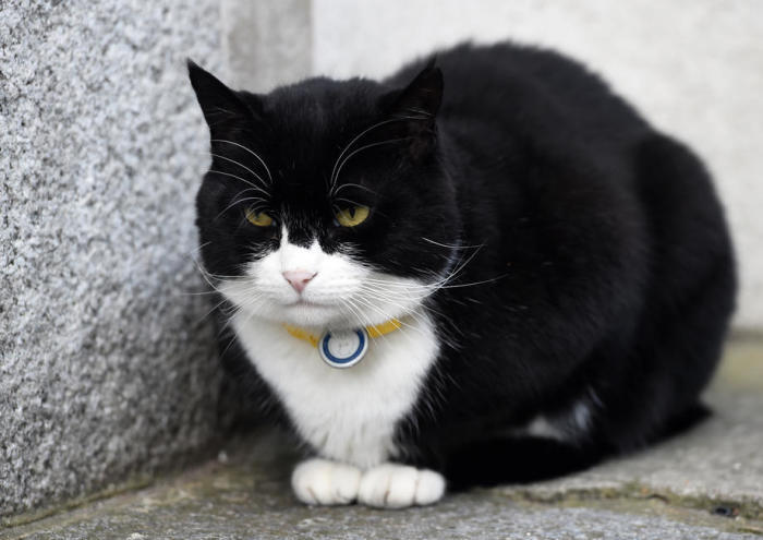 Palmerston, der Kater des Außenministeriums, sitzt in der Downing Street 10 in London. Foto; epa/FACUNDO ARRIZABALAGA