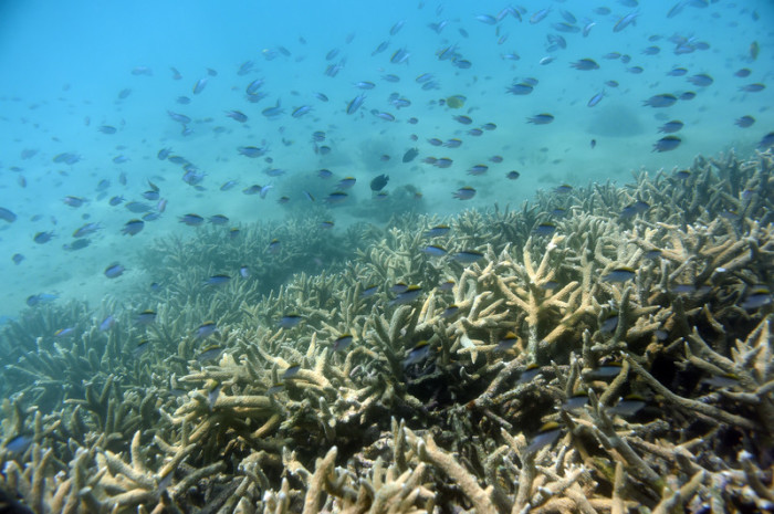 Great Barrier Reef. Foto: epa/Dan Peled