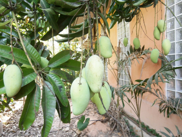 Ähnlich massiv wie die Avocados hatten die Mangos geblüht, das Früchte-Resultat ist beeindruckend.