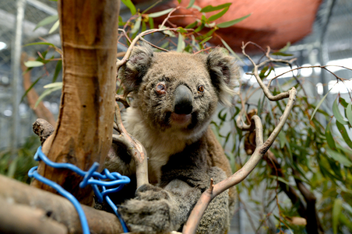 Ash, ein australisches Koala-Weibchen, das einen Buschbrand mit leichten Verletzungen überlebt hat, sitzt auf einem Baumstamm in dem so genannnten «Fünf-Sterne-Hotel» für gerettete Koalas der Australischen Nationaluniversität. Foto: Subel Bhandari/Dpa