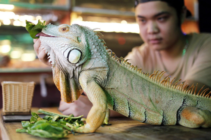 Ein ehemaliger Börsenmakler hat in Hanoi das „Pet Café“ eröffnet. In dem etwas  anderen Streichelzoo stehen über 30 exotische Tiere zum Anfassen bereit. Foto: epa