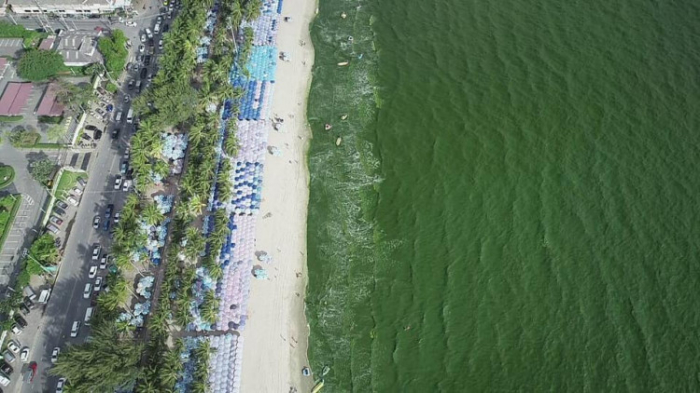 Das Meerwasser in Bang Saen hat eine giftgrüne Farbe angenommen. in Naturphänomen, das jedoch keine gesundheitsschädlichen Auswirkungen auf den Menschen habe, so die Umweltbehörden. Foto: The Nation