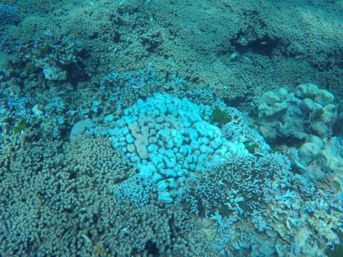 Warmes Meerwasser soll Korallen um ihre Farbe bringen, warnen die Behörden. Foto: The Thaiger