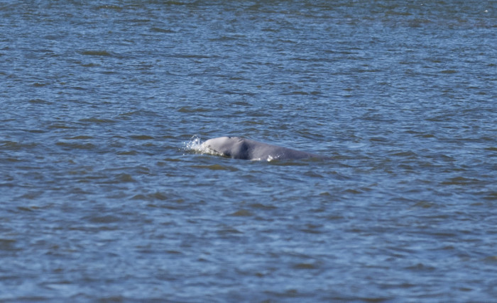 Beluga Wal in der Themse gesichtet. Foto: epa/Facundo Arrizabalaga