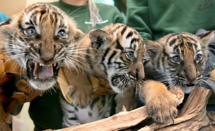 Indochina-Tiger-Babys im Zoo von Halle. Foto: epa/Waltraud Grubitzsch