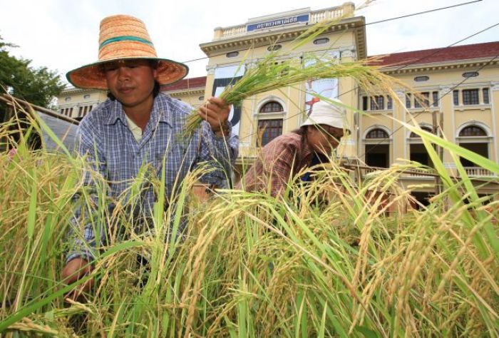 Reisbauern sollen Schwergewicht auf Qualität legen