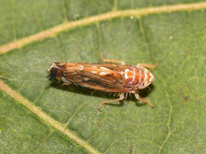Scaphoideus titanus, Weibchen. Foto: Wikimedia/Yerpo