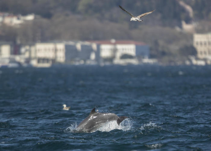 Delfine schwimmen im Meer, nachdem sich der Seeverkehr aufgrund des Coronavirus verlangsamt hat. Foto: epa/Erdem Sahin