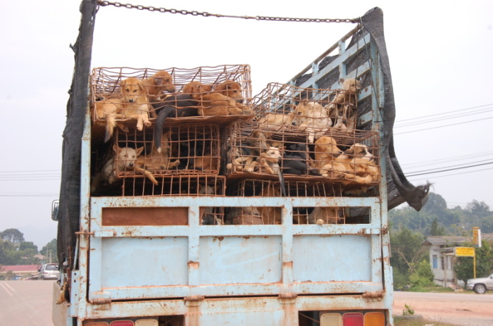 Gefangene Hunde auf einem Lastwagen in Vietnam. Sie erwartet ein qualvoller Tod. Foto: Lenz