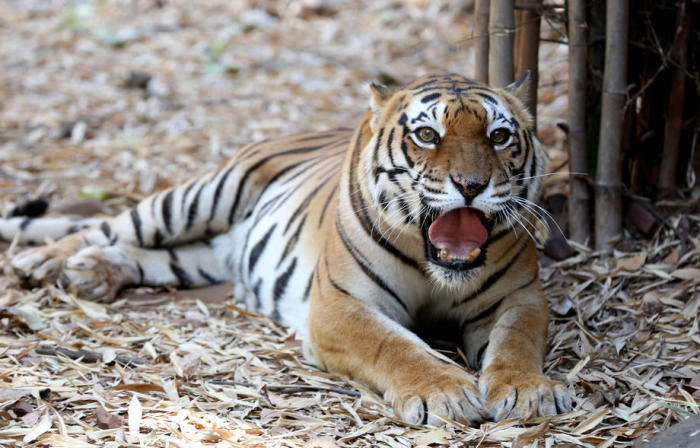 Ein Königlicher Bengalischer Tiger sitzt in seinem Gehege. Foto: epa/Sanjeev Gupta