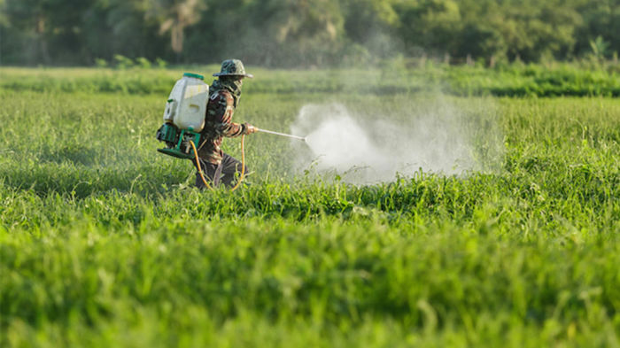 Ein Landwirt versprüht Unkrautvernichtungsmittel auf seinem Feld. Foto: The Thaiger
