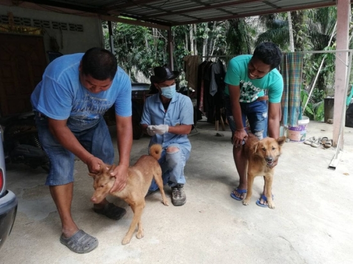 In Thailand und anderen südostasiatischen Ländern sind Hunde die Hauptüberträger der Tollwut. The Nation